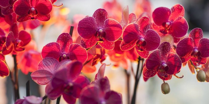 1600x1000 34+] HD Orchid Wallpaper on WallpaperSafari