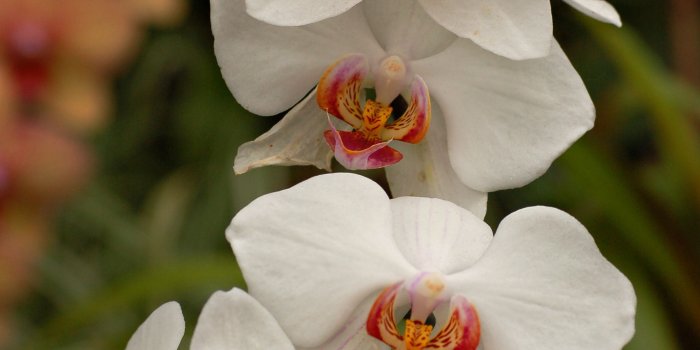 2000x3008 Unique Beautiful orchid Flowers Images | Top Collection of different