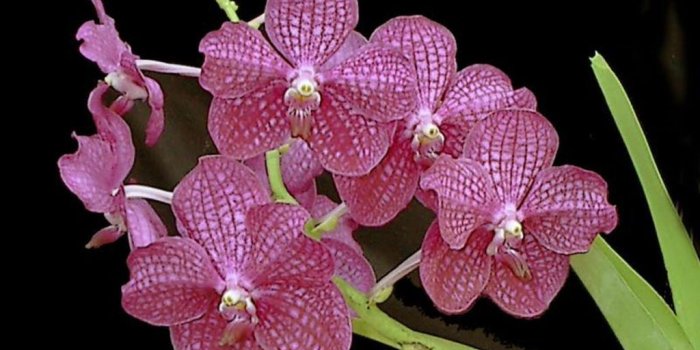 1024x768 Beautiful Orchids Wallpapers 1024×768 Orchid Pictures Wallpapers (37
