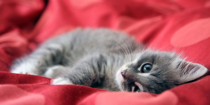 1920x1080 50 Free HD Cat Wallpapers