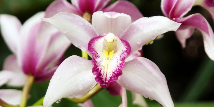 1600x1066 Orchids cool wallpapers, beautiful orchid flowers