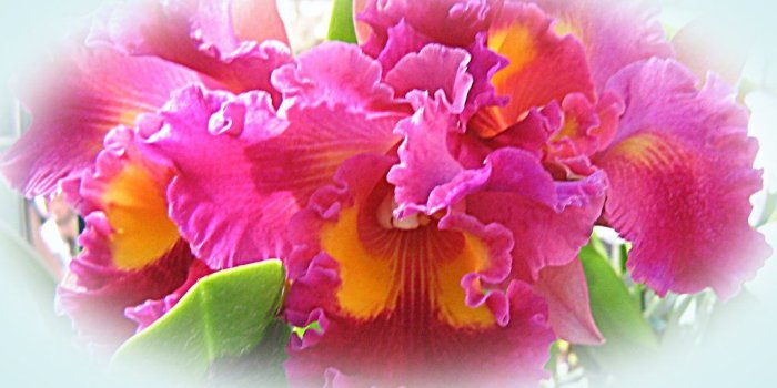 1024x768 Beautiful Orchids Wallpapers