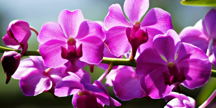 4240x2832 Flowers Beautiful Orchid Flowers Back Sunlight Ii Pink Orchids Full