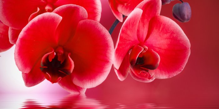 3888x3545 Orchids in Water Desktop Wallpapers - Top Free Orchids in Water