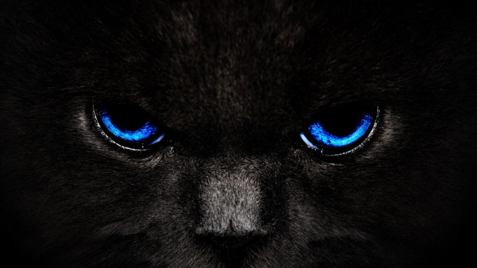 1920x1080 Free Wallpapers For Desktop | free. Get Black Cat Blue Eyes and