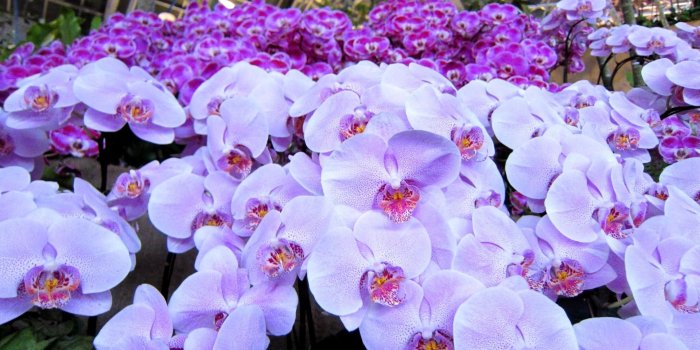 1920x1080 HD wallpaper: Phalaenopsis orchid crimson beautiful | Wallpaper Flare