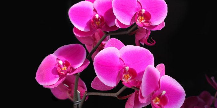 2560x1600 Phalaenopsis 1080P, 2K, 4K, 5K HD wallpapers free download