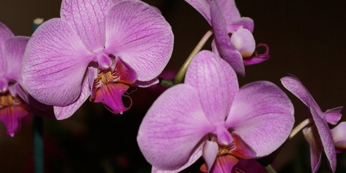 1920x1285 Beautiful Orchids