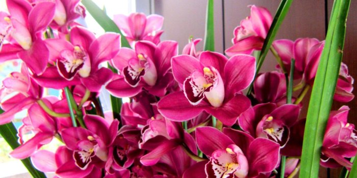 2000x1500 BEAUTIFUL ORCHID WALLPAPER ( Desktop Background