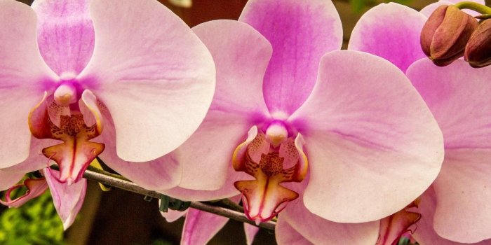 1280x720 Beautiful Orchid Wallpaper for Android - APK Download