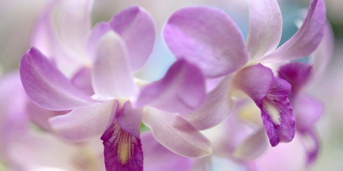 1920x1200 Flowers: Beautiful Orchids Petals Flowers Tender Flower Wallpaper