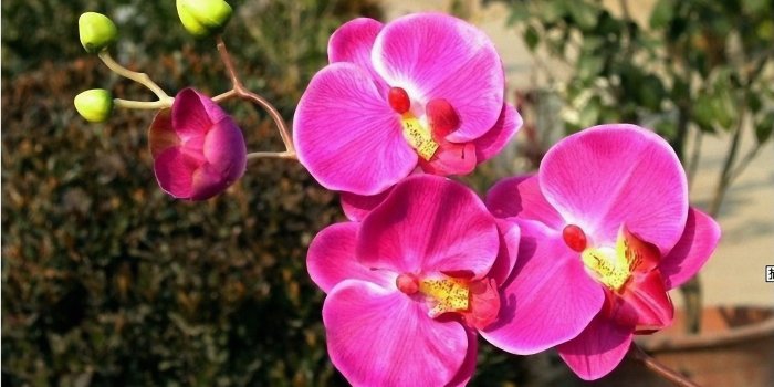2560x1600 Flowers: Beautiful Orchids Flowers Pink Nature Wallpaper Flower