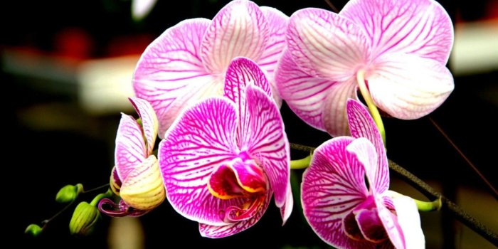 1280x800 Flower: Beautiful Orchids Flowers Petals Nature Spring Flower