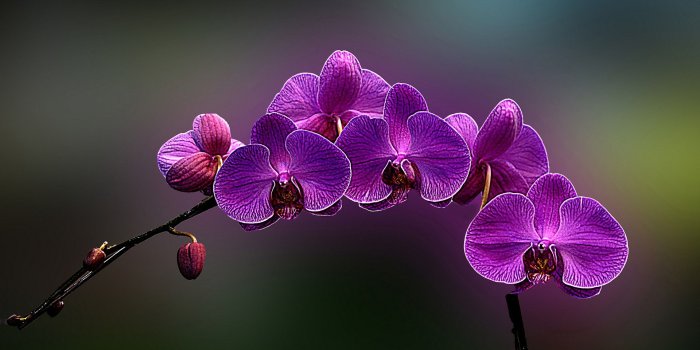 1920x1200 cliserpudo: Beautiful Orchid Flower Wallpaper Images