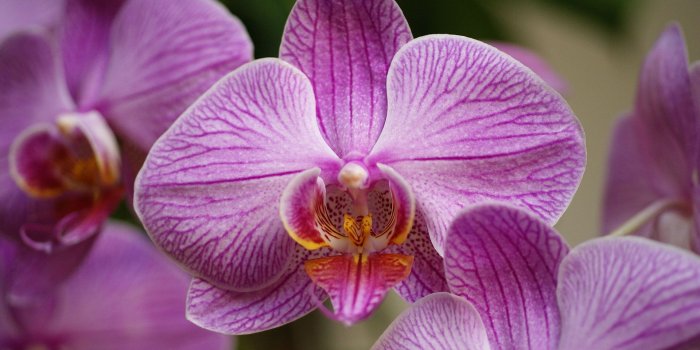 1920x1200 Orchid flower, Orchids photo wallpaper for your desktop - White