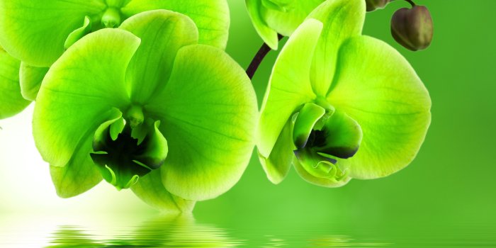 3888x3545 Flower: Green Orchid Reflection Beauty Flowers Beautiful Orchids