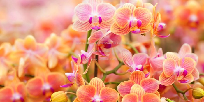 3500x2273 beautiful orchids lovely orange nature