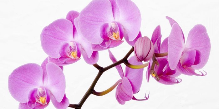 1920x1200 Violet, Beautiful Orchids, Flora, Petal, Moth Orchids HD Wallpaper