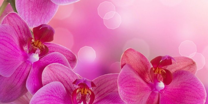 1332x850 Wallpaper flowers, tenderness, beauty, petals, orchids, Orchid, pink