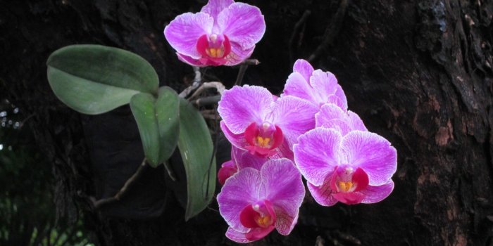 1920x1080 Flowers: Beautiful Orchids Pretty Flower Wallpaper Hd For Mobile for