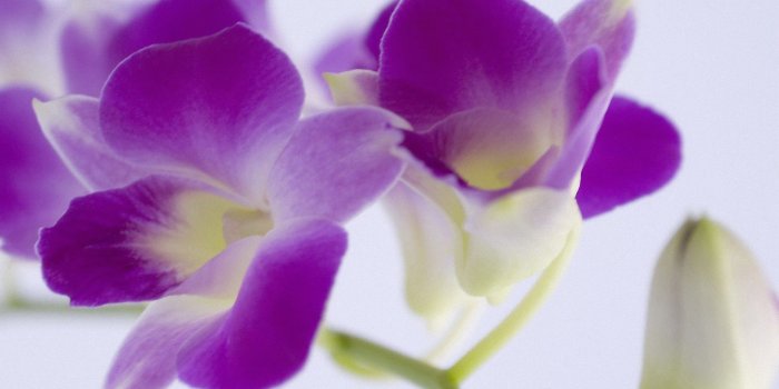 2560x1601 Flowers: Flowers Beautiful Orchids Nature Petals Abstract Flower