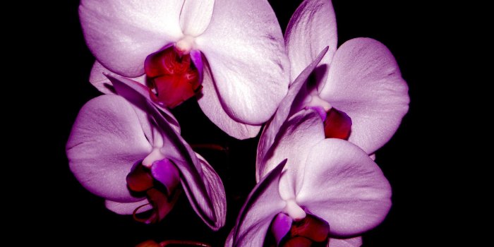 2560x1920 Flower: Flower Beautiful Orchids Orchid Amazing Desktop Wallpapers