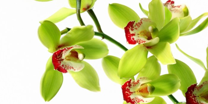 1920x1080 White Orchid Wallpaper (58+ pictures)