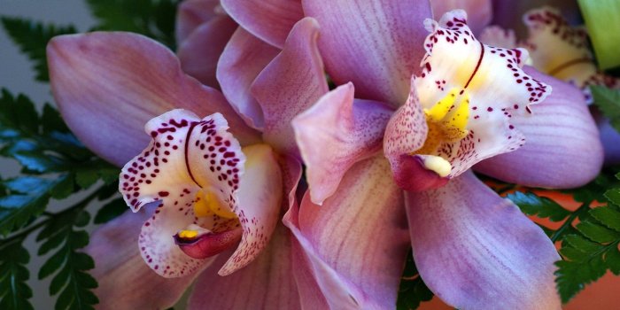 1920x1080 Beautiful Orchid 0925 : Wallpapers13.com