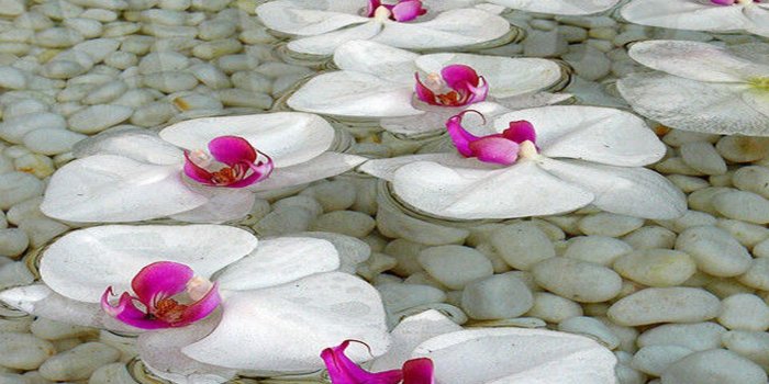 1440x1280 Orchids in Water Desktop Wallpapers - Top Free Orchids in Water