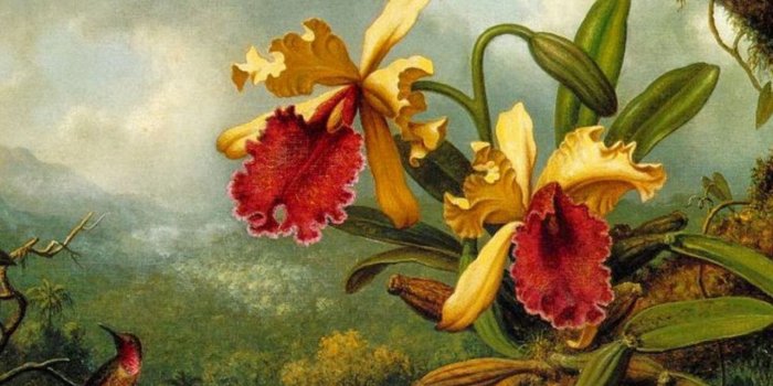 1280x1024 Beautiful Orchids Bird Jungle wallpapers | Beautiful Orchids Bird