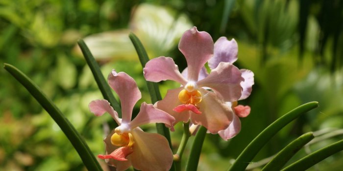 1920x1200 Orchids [6] wallpaper - Flower wallpapers - #8455