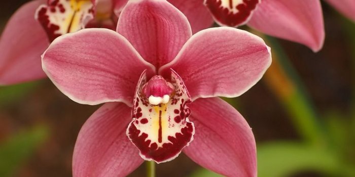 750x1334 Wallpaper orchids Gallery