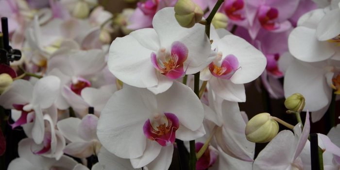 1280x720 Beautiful Orchid Wallpaper for Android - APK Download
