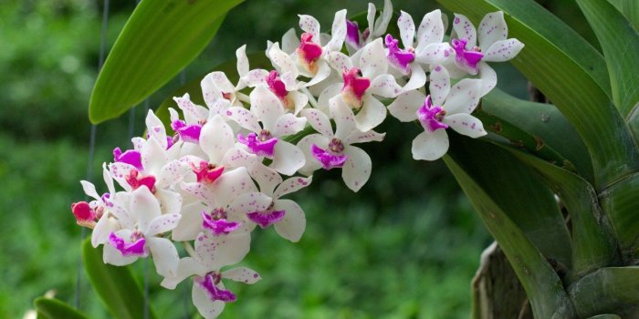 1368x855 Orchid Flower Wallpaper | Gardening: Flower and Vegetables