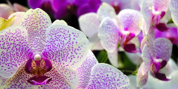 1600x1200 Flowers Beautiful Orchids Flowers Petals Nature Phone Wallpapers