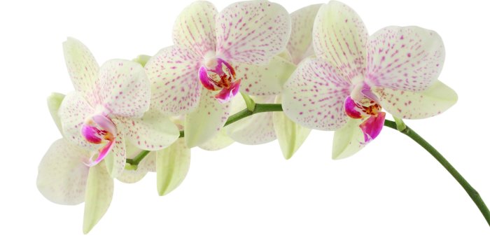 3888x2592 Orchid Flower Wallpaper - THIS Wallpaper