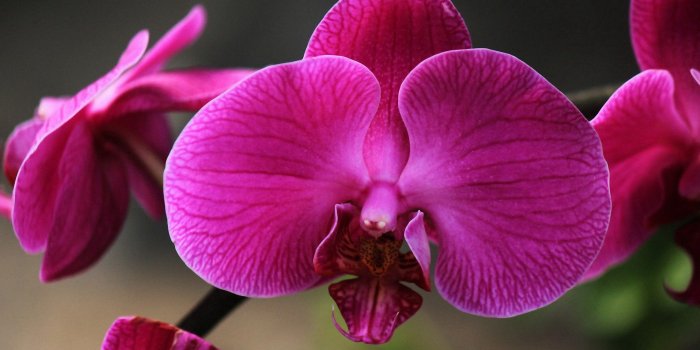 2560x1600 Flower: Beautiful Orchids Flowers Pink Petals Flower Picture Design