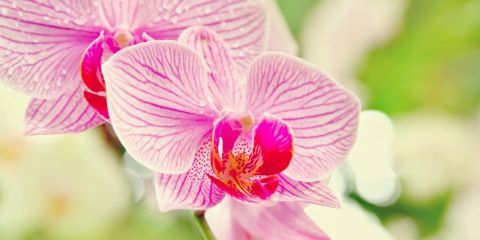1600x1000 Beautiful Orchids Wallpapers on MarkInternational.info
