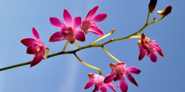 1920x1200 Beautiful pink orchids wallpaper - Flower wallpapers - #49546