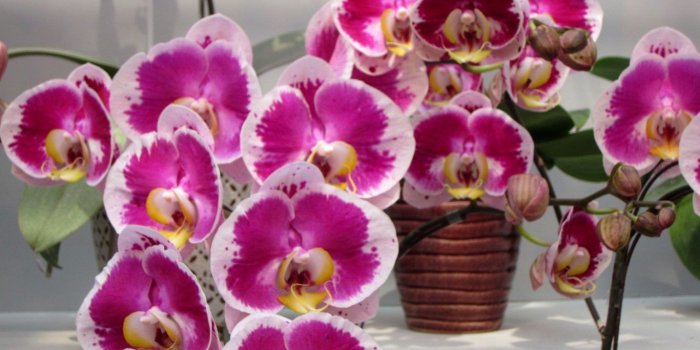 1366x768 Flowers: Pink Beautiful Orchids Flowers Wallpapers Pc for HD 16:9