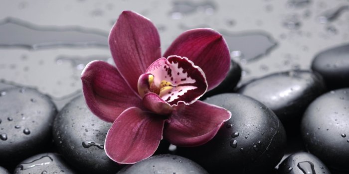3200x2000 Best 49+ Orchids Computer Backgrounds on HipWallpaper | Computer