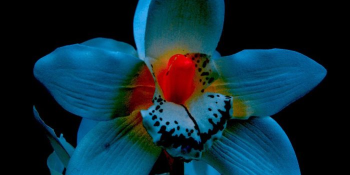 1024x768 Free download beautiful orchid Wallpaper Download The beautiful