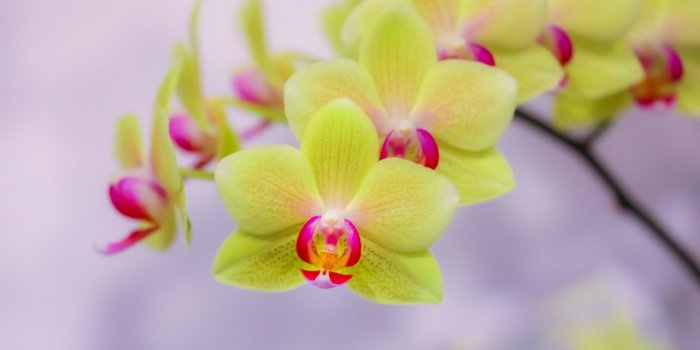 1920x1200 Download wallpapers green orchids, tropical flowers, potted plants