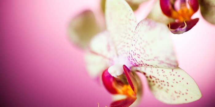 1920x1200 White Orchid Flowers | HD Flowers Wallpapers for Mobile and Desktop