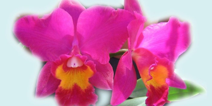 1680x1050 Orchids Widescreen Wallpapers