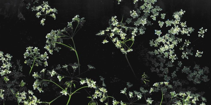 1920x1234 Green leafed trees, dark, floral, flowers, macro HD wallpaper