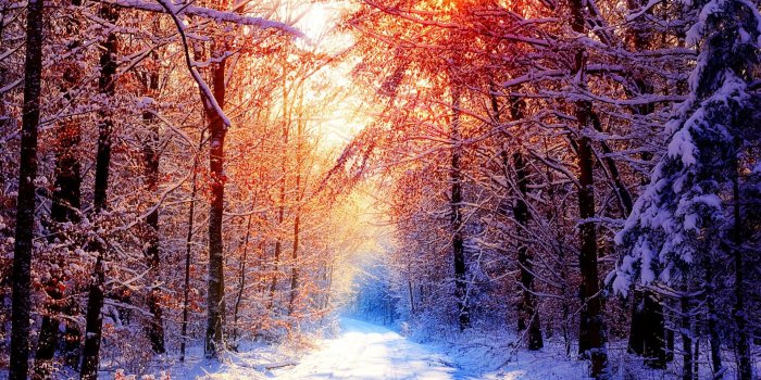 1920x1200 2946877 trees forest snow winter sun nature wallpaper and background