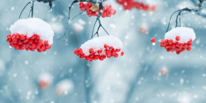 8480x5616 2865772 berries snow nature wallpaper and background | Nature