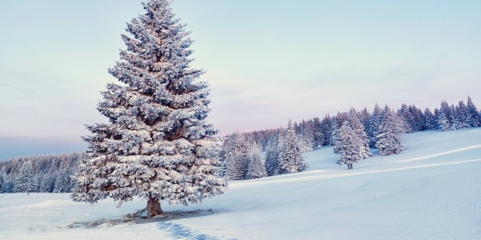 4100x2733 Winter, Wallpapers,android, Free Stock Photos, Trees Path, Snow, HD