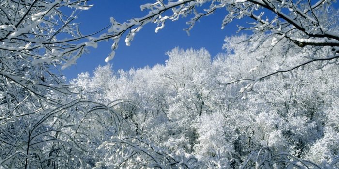 1600x1200 Trees Covered With Snow Wallpaper Winter Nature Wallpapers in jpg